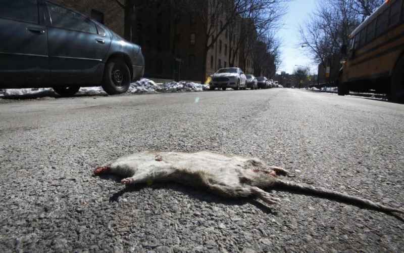 NEW YORK CITY RAT PROBLEM SO BAD NOW THEY’RE A TOURIST ATTRACTION