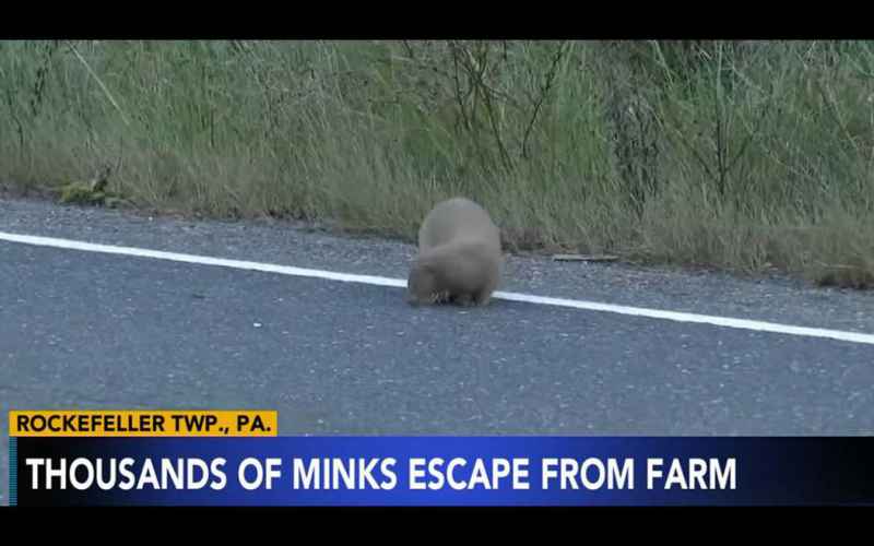  THOUSANDS OF MINK RELEASED FROM PA FUR FARM: AUTHORITIES TERM IT ‘AGRICULTURAL CRIMINAL MISCHIEF.’