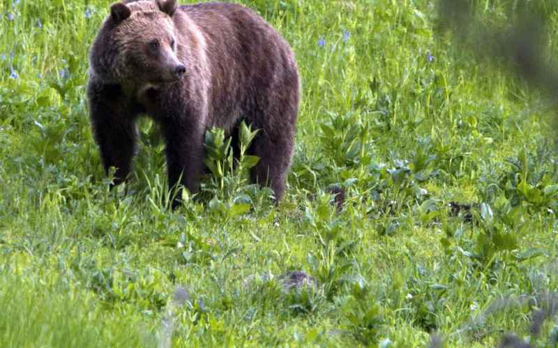  REPUBLICANS POUNCE ON BIDEN ADMIN PLANS TO RELEASE GRIZZLIES IN RURAL WASHINGTON