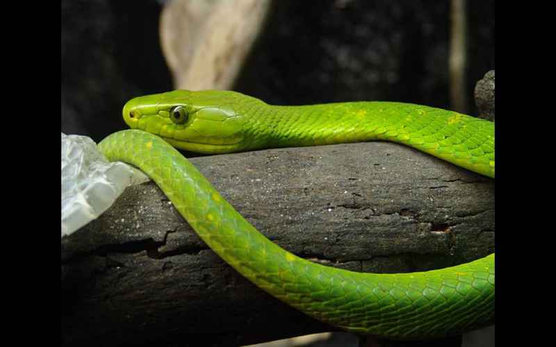  ALERT: VENOMOUS GREEN MAMBA ESCAPES OWNER IN THE NETHERLANDS, MAKES HISS-TORY