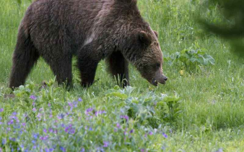 MONTANA GRIZZLIES ARE GETTING DRUNK, PASSING OUT, AND BEING HIT BY TRAINS
