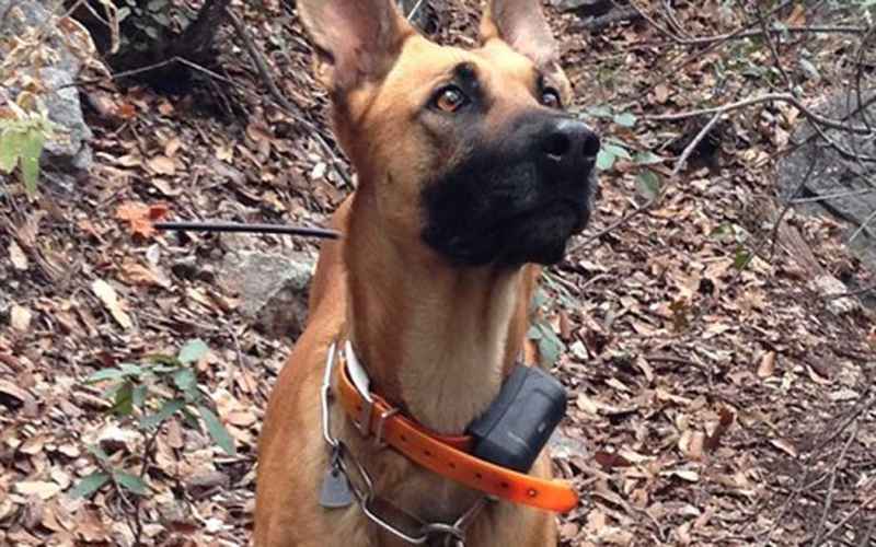  FOUR HERO IDF DOGS KILLED BY TERRORISTS TO BE BURIED WITH FULL MILITARY HONORS