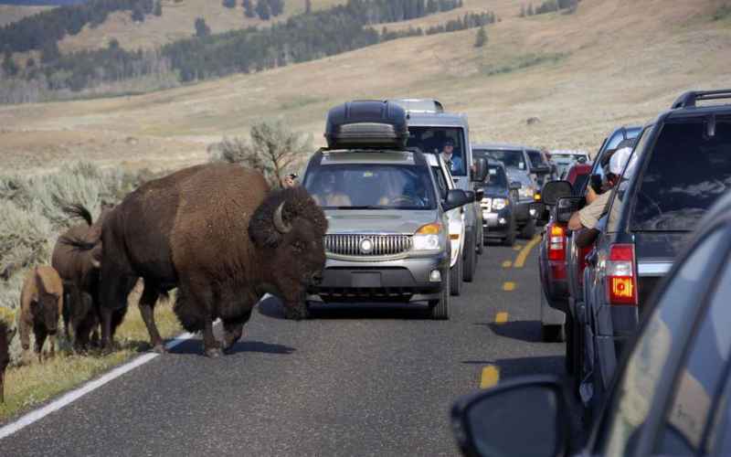  ANIMALS ATTACK! COLORADO WOMAN ATTACKED BY MULE DEER; YELLOWSTONE TOURIST DODGES BISON