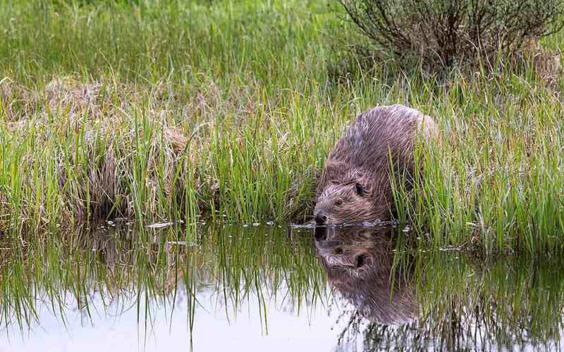  SAVING CALIFORNIA MAY REQUIRE SPYING ON BEAVERS FROM SPACE – YES, REALLY