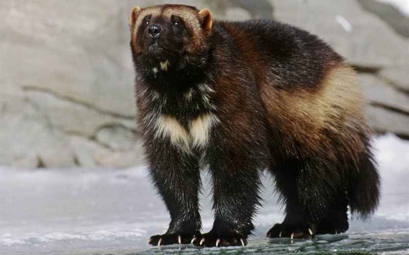  COLORADO EYES REINTRODUCTION OF WOLVERINES