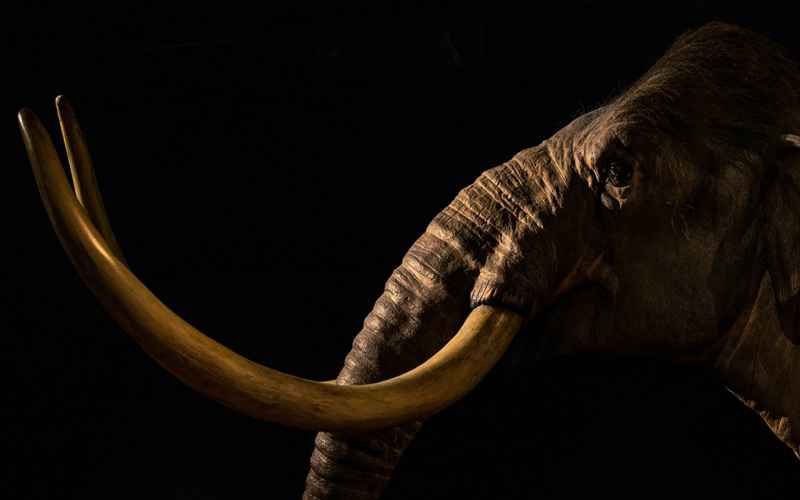 ‘De-Extinction’ Company Claims Stem Cell Breakthrough Could Produce New Pseudo-Mammoth Species