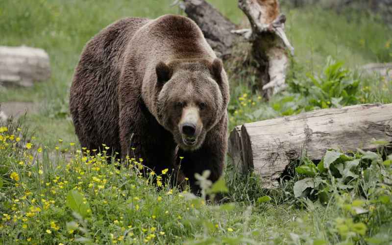  Springtime in Alaska: Take Care and Beware of the Bears Up There