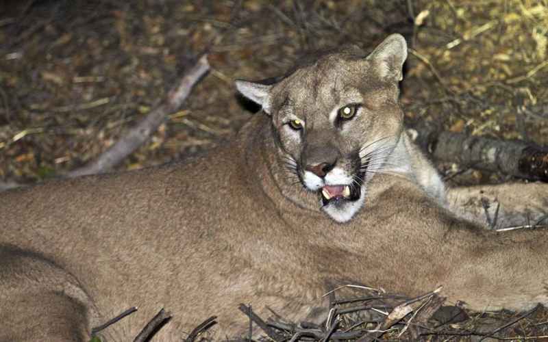  Mountain Lions: Coming Soon to a Patch of Forest Near You!