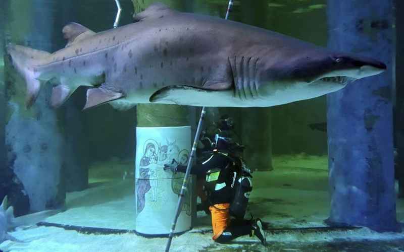 The DC Swamp Is Actually a Shark Tank, Where Only the Fiercest Survive