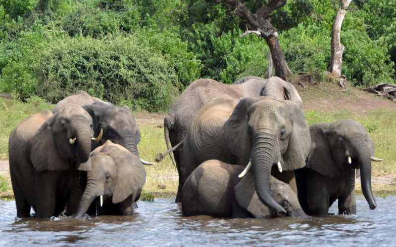  Spanish Tourist Tries for Closeup With Elephant – Ends Up Trampled to Death