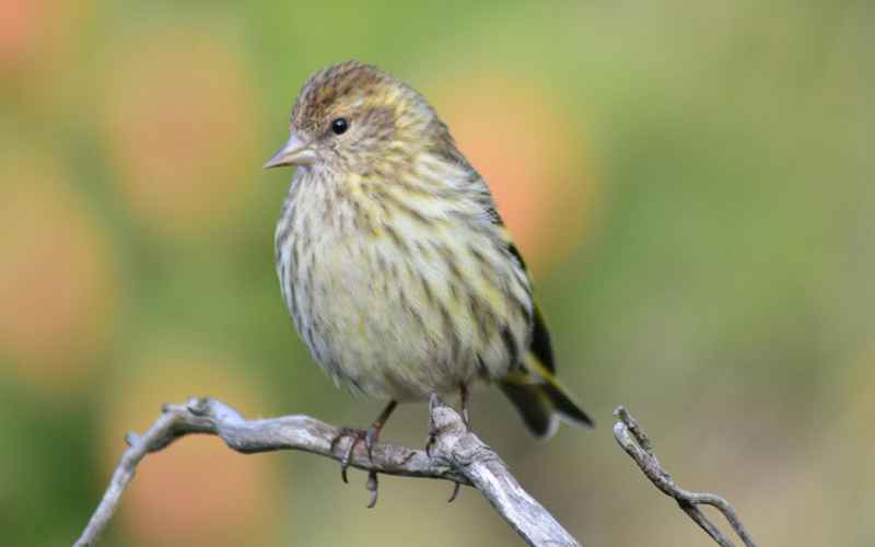  Bird Befriends Alaska Girl on July 4th, Settles In for a Sweet Snuggle … on Her Head