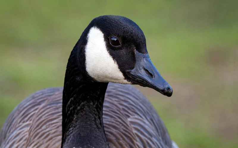  Canada Gooses: More Trouble Than Canada Mooses