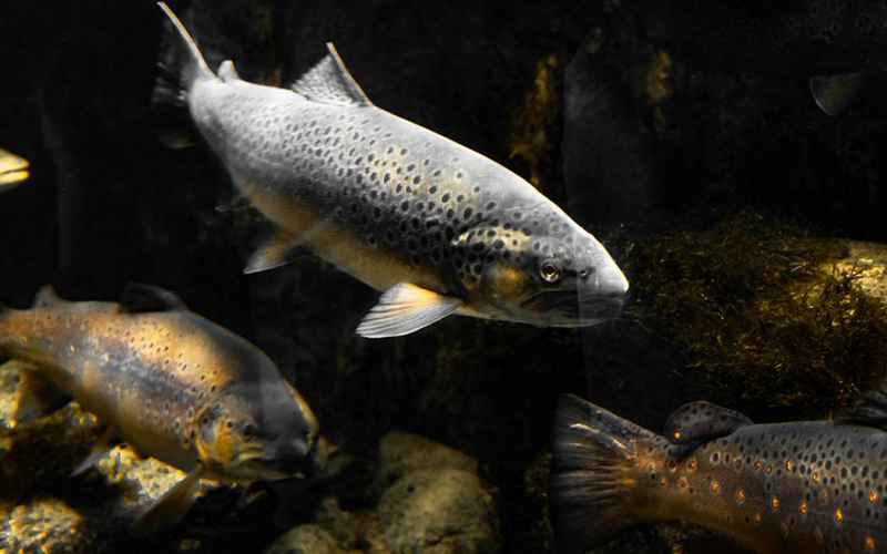  Don’t They Have Better Things to Do? Ohio Lawmakers Argue Over State Fish.