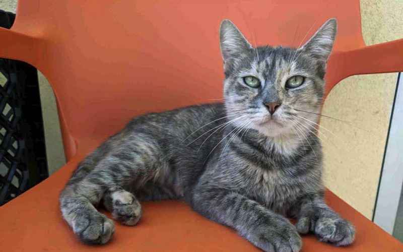  Cat Scratch Fever – How to Prevent Your Feline Shredder From Attacking Furniture