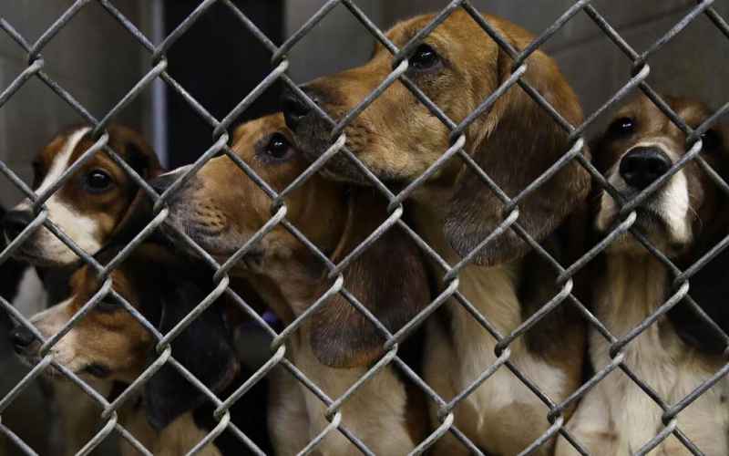  Additional Proof Emerges Implicating Dr. Fauci’s Direct Involvement in the Beagle Experiments