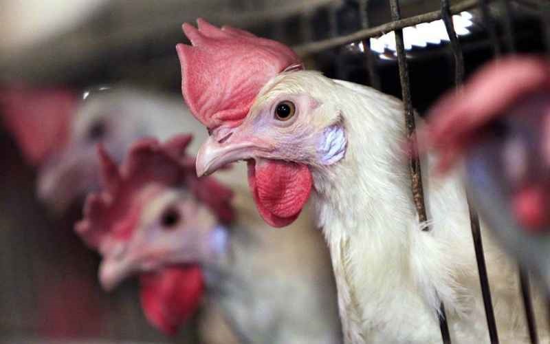  Bawk Bawk! San Francisco Cops Are Dressing Up As Chickens to Catch Crosswalk Scofflaws