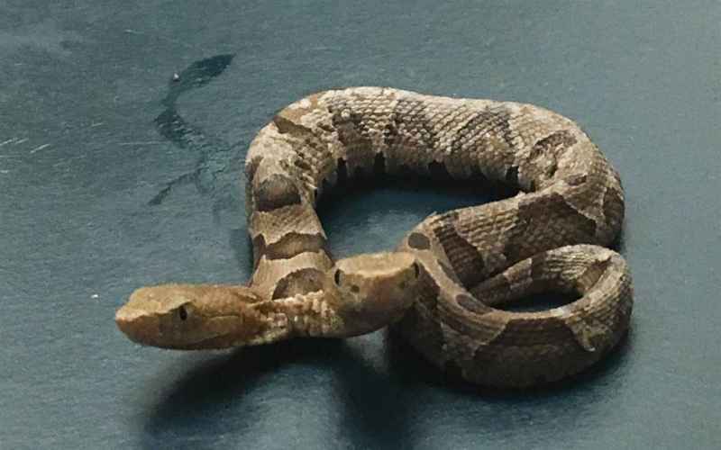  Enjoying Your Long Weekend in New Jersey? Beware of Venomous Copperhead Snakes!