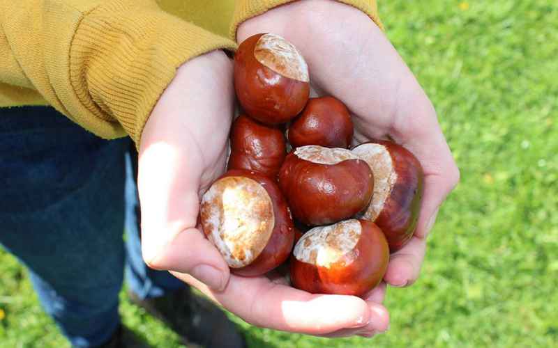  Chestnut Conker Champion Cleared in Cheating Calumny