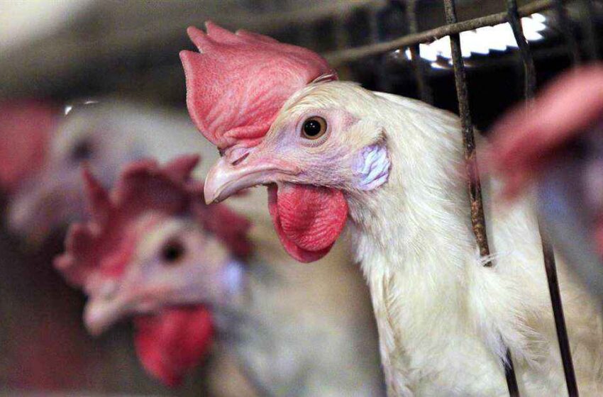  One Million Dead Chickens Is a Great Metaphor for Joe Biden’s Meddling in Our Economy