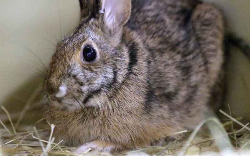  Trump Admin EPA to Eliminate All Animal Testing