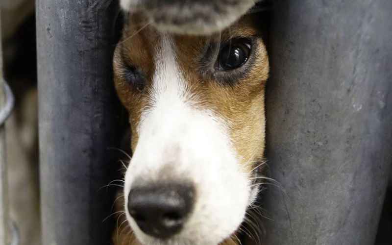  Fauci Loses, the Beagles Win Trump’s NIH Director Shutters Last Cruel Beagle