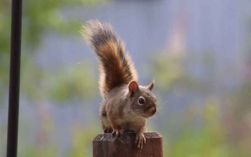  The Great Santa Monica Squirrel Caper – Pesky Rodents Taking Over City Park