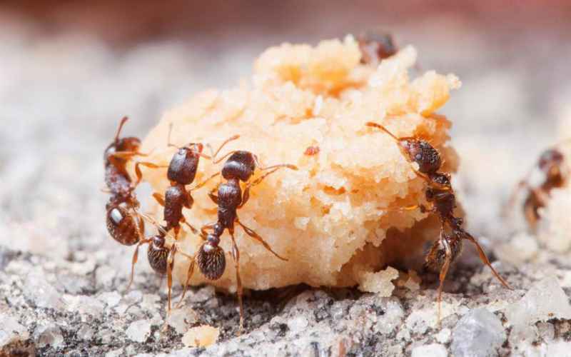  Amazing Facts It’s the Ants’ World, We Just Live in It.